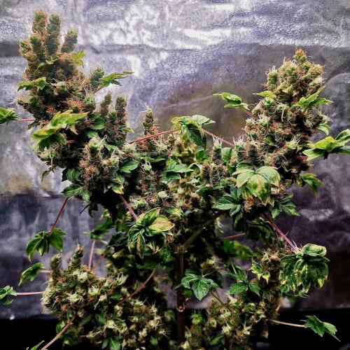 ABC FLO FUSION Mutant by TerpyZ Grow. Week 16