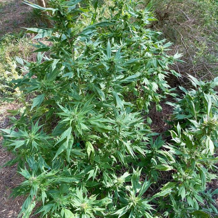 Z FUEL SWAG by Terpyz Grow. Week 7