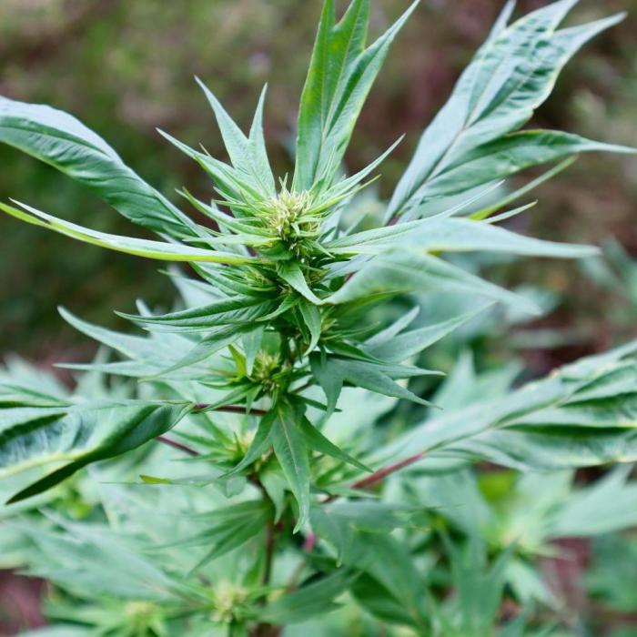 Z FUEL SWAG by Terpyz Grow. Week 8