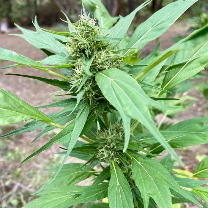 Z FUEL SWAG by Terpyz Grow. Week 10