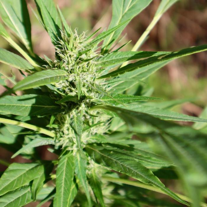 Z FUEL SWAG by Terpyz Grow. Week 11