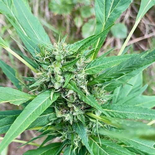 Z FUEL SWAG by Terpyz Grow. Week 12