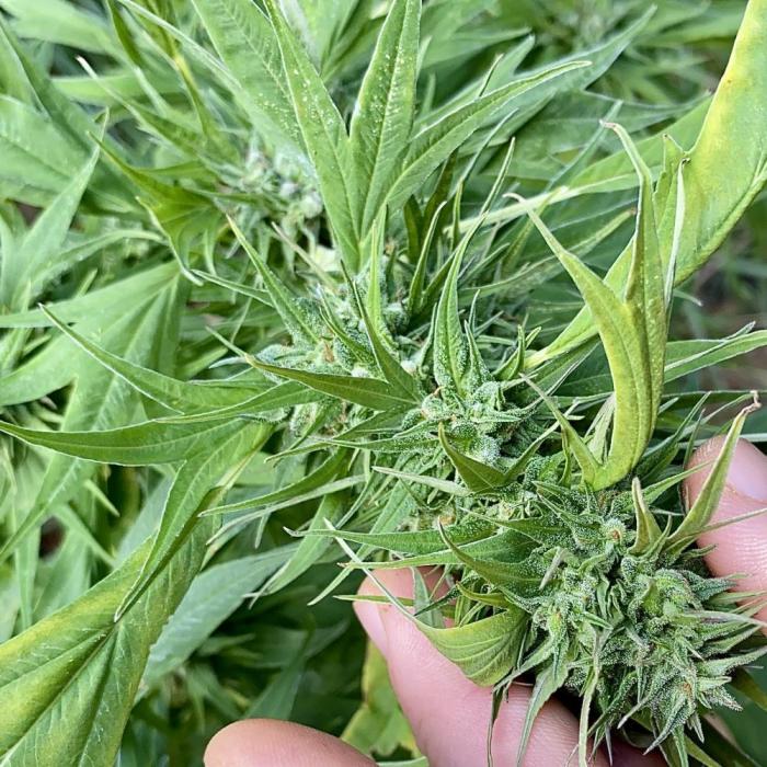 Z FUEL SWAG by Terpyz Grow. Week 12