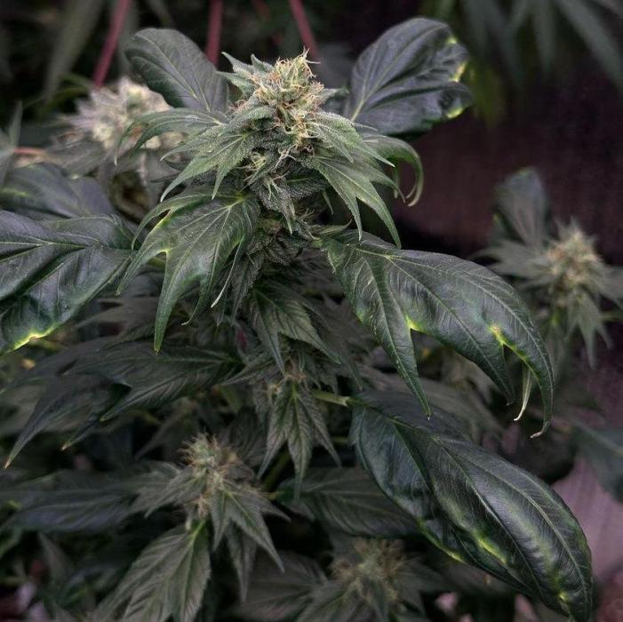 Z FUEL SWAG by Terpyz Grow. Week 14