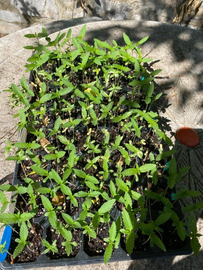 SWAG Variegated Delight by Terpyz. Week 1