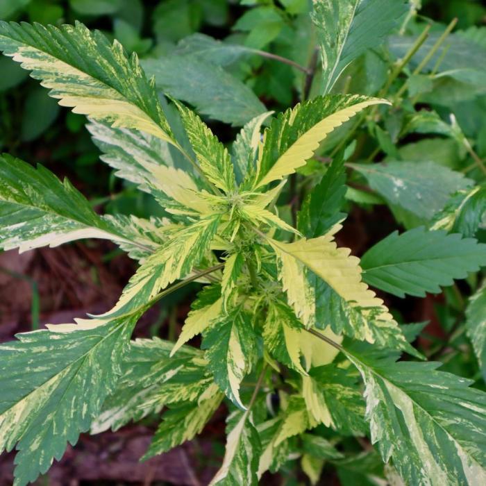 SWAG Variegated Delight by Terpyz. Week 7