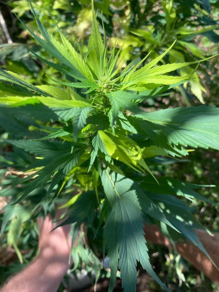 SWAG Variegated Delight by Terpyz. Week 8