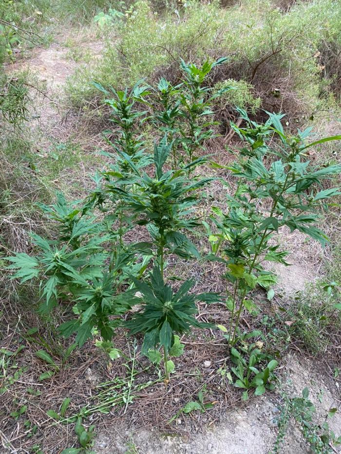 SWAG Variegated Delight by Terpyz. Week 9