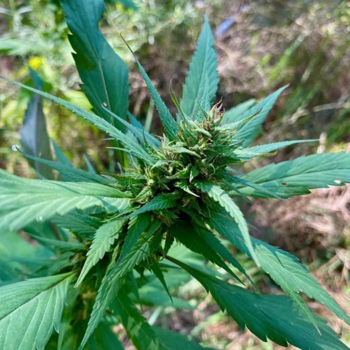 SWAG Variegated Delight by Terpyz. Week 13