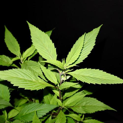 Spicy Temptation GPP Outdoor by Terpyz. Week 5