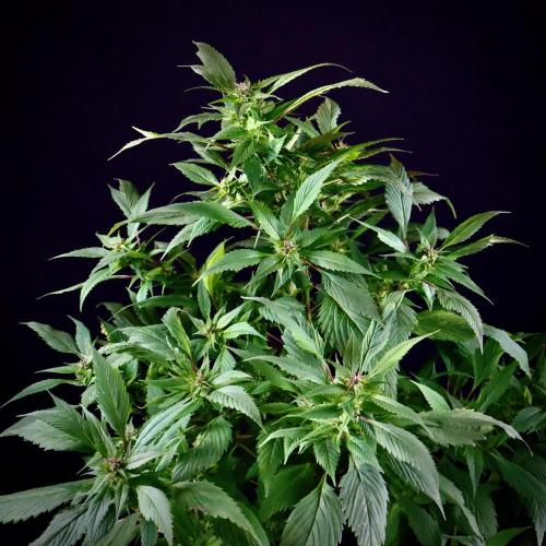 Spicy Temptation GPP Outdoor by Terpyz. Week 5