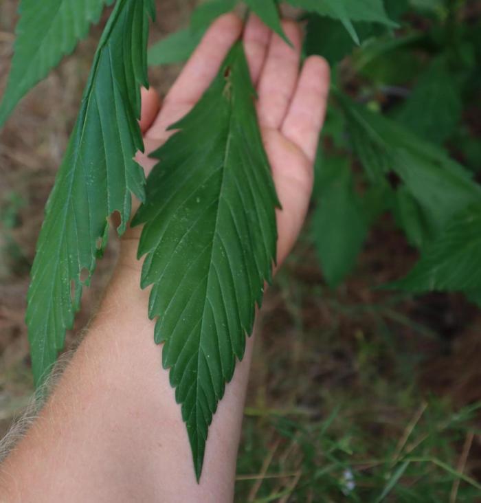 Spicy Temptation GPP Outdoor by Terpyz. Week 6