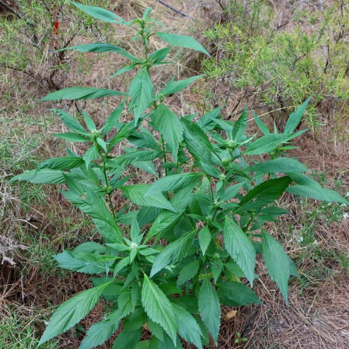 Spicy Temptation GPP Outdoor by Terpyz. Week 7