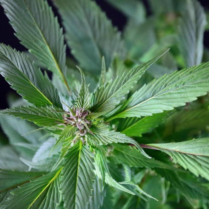 Spicy Temptation GPP Outdoor by Terpyz. Week 9