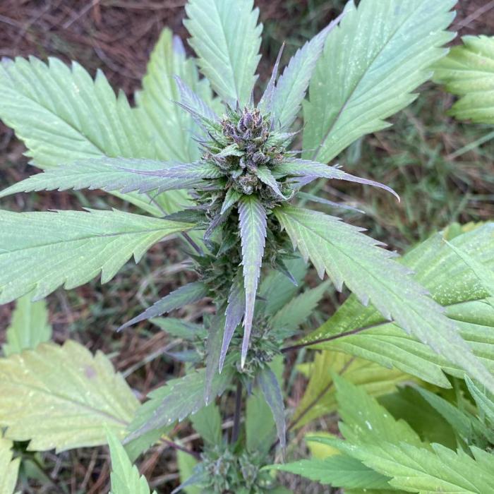 Spicy Temptation GPP Outdoor by Terpyz. Week 11