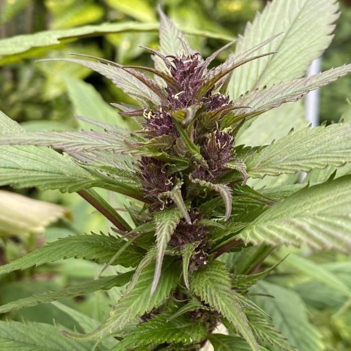 Spicy Temptation GPP Outdoor by Terpyz. Week 12