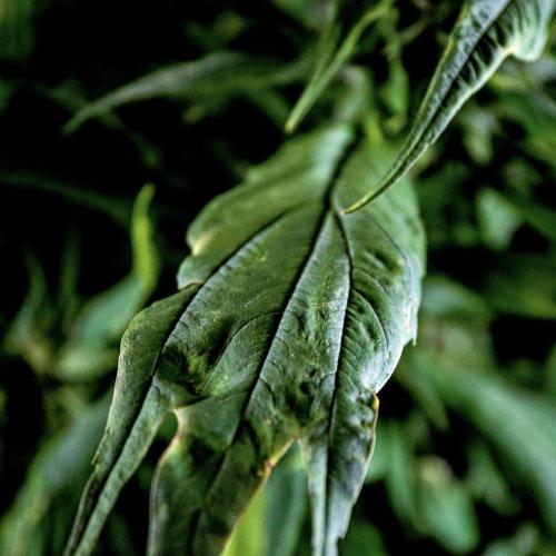 Blue Berry Lime Kush AD by Terpyz. Week 7