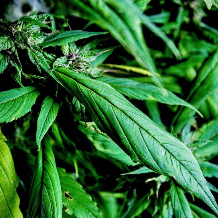 Blue Berry Lime Kush AD by Terpyz. Week 10