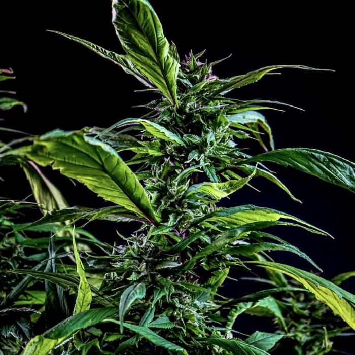 Blue Berry Lime Kush AD by Terpyz. Week 11