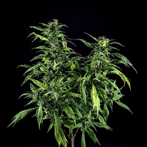 Blue Berry Lime Kush AD by Terpyz. Week 14