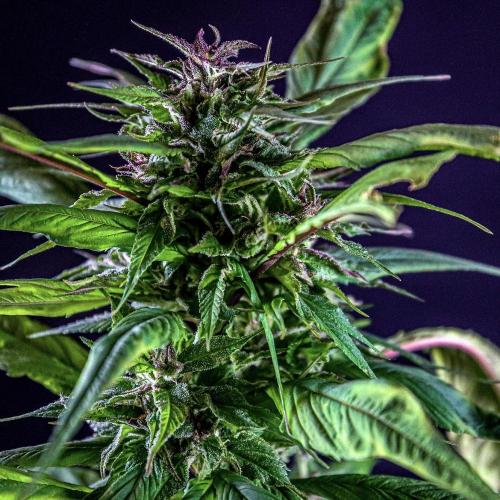 Blue Berry Lime Kush AD by Terpyz. Week 14