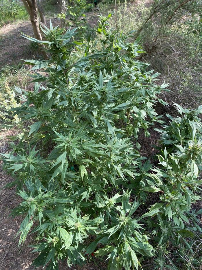 Zen - X (Gargoyle) Swag by TerpyZ. Week 7