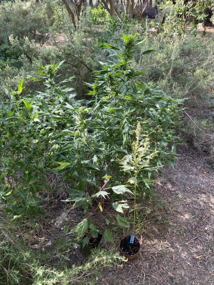 Zen - X (Gargoyle) Swag by TerpyZ. Week 10