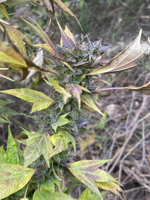 Zen - X (Gargoyle) Swag by TerpyZ. Week 13