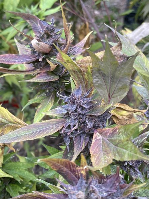 Zen - X (Gargoyle) Swag by TerpyZ. Week 13