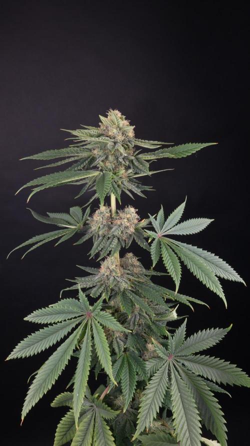 Cheddar Mintz by TerpyZ. Week 15