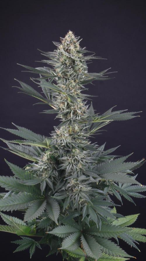 Cheddar Mintz by TerpyZ. Week 15