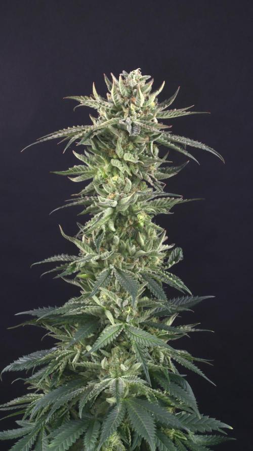 Cheddar Mintz by TerpyZ. Week 15