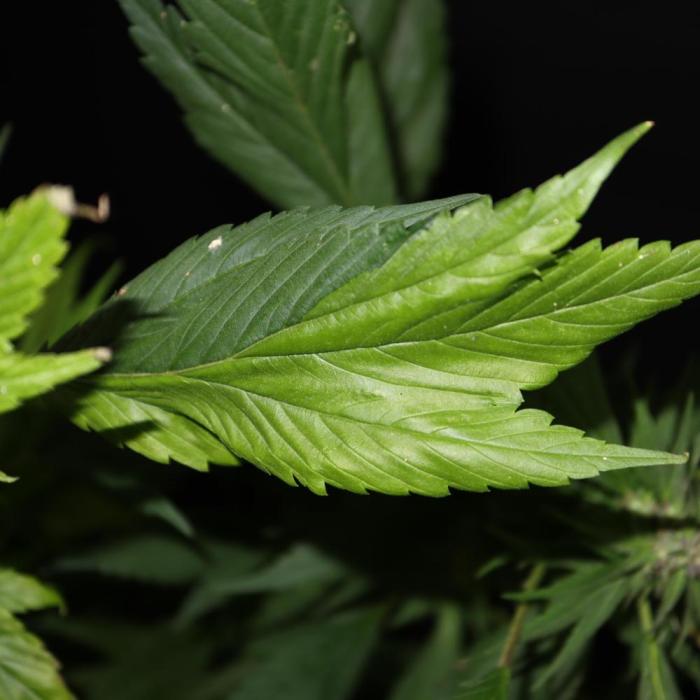 Gringo Variegated Lemon by Terpyz. Week 3