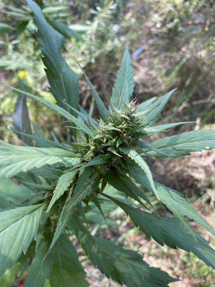 Gringo Variegated Lemon by Terpyz. Week 11