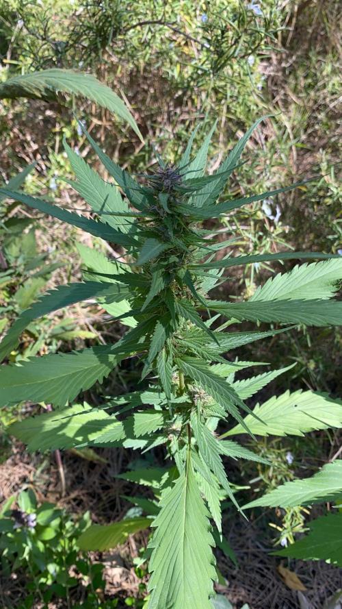 Gringo Variegated Lemon by Terpyz. Week 13