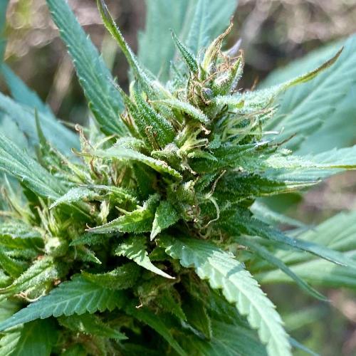 Gringo Variegated Lemon by Terpyz. Week 13