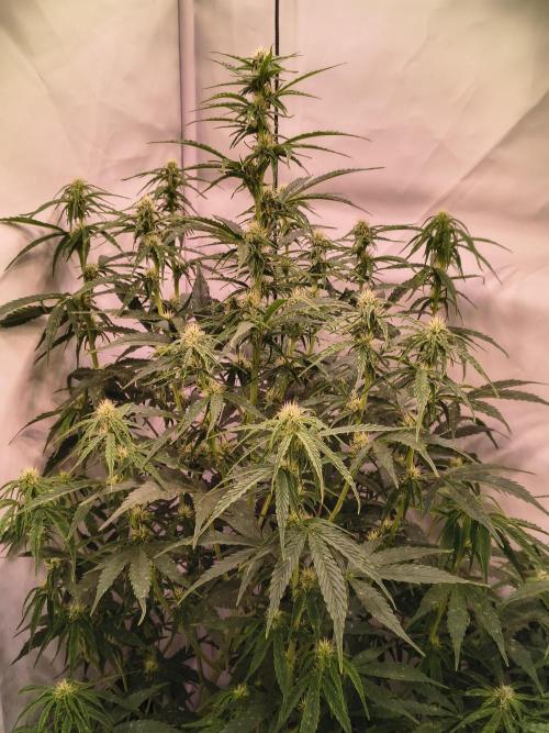 DNA Cake Autoflower unter Sanlight. Week 2