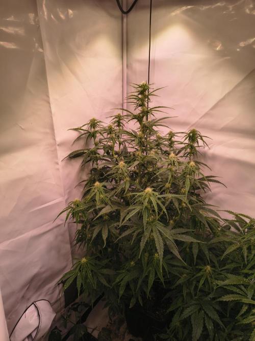 DNA Cake Autoflower unter Sanlight. Week 2