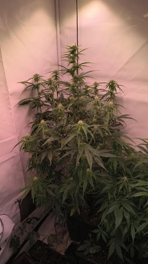 DNA Cake Autoflower unter Sanlight