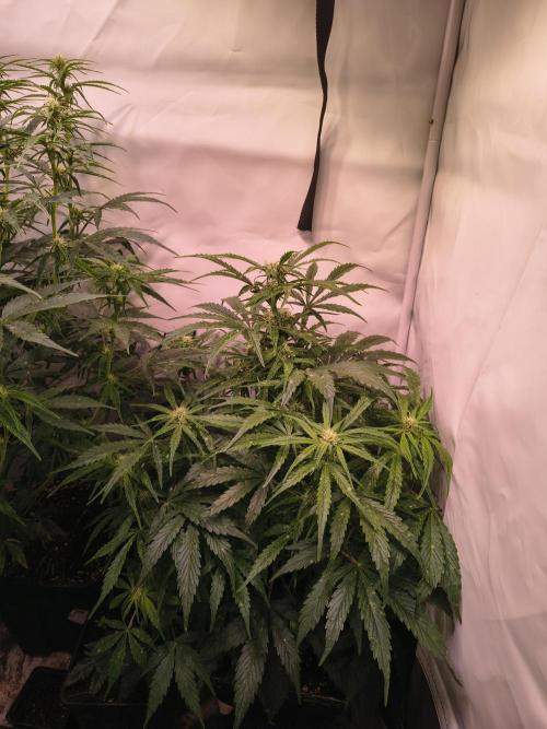 DNA Cake Autoflower unter Sanlight. Week 2
