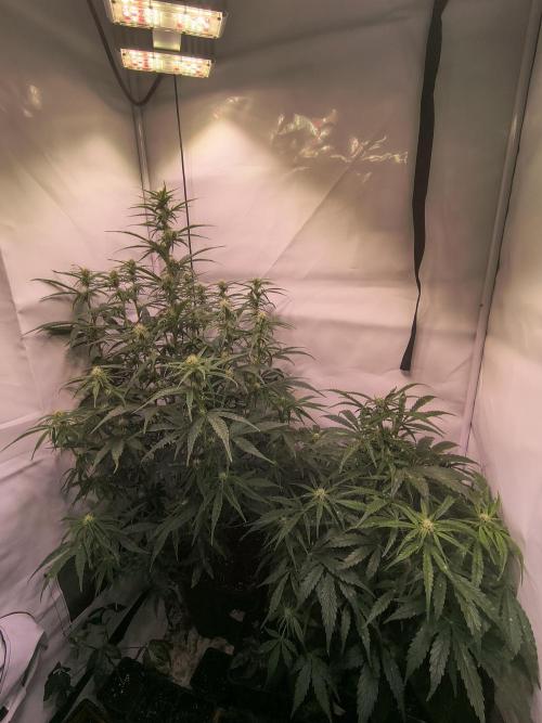 DNA Cake Autoflower unter Sanlight. Week 2