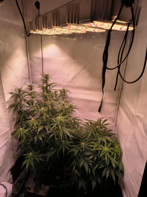 DNA Cake Autoflower unter Sanlight. Week 2