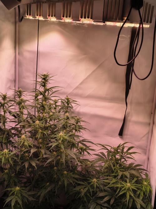 DNA Cake Autoflower unter Sanlight. Week 2