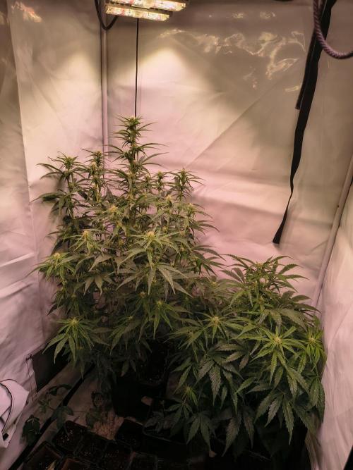 DNA Cake Autoflower unter Sanlight. Week 2