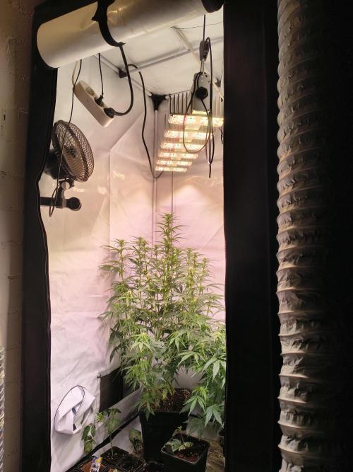 DNA Cake Autoflower unter Sanlight. Week 2