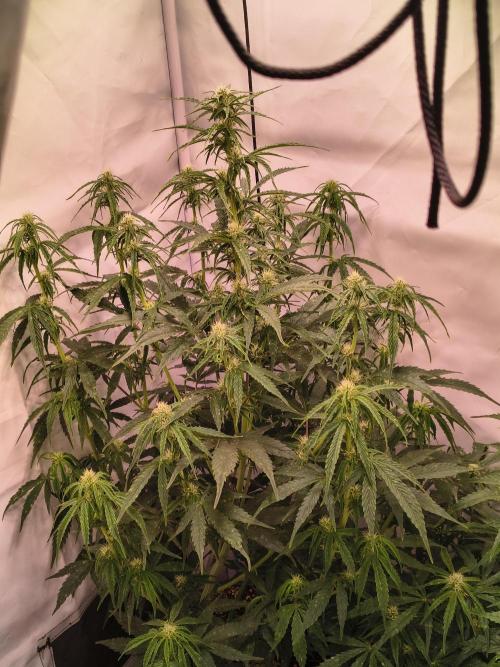 DNA Cake Autoflower unter Sanlight. Week 2