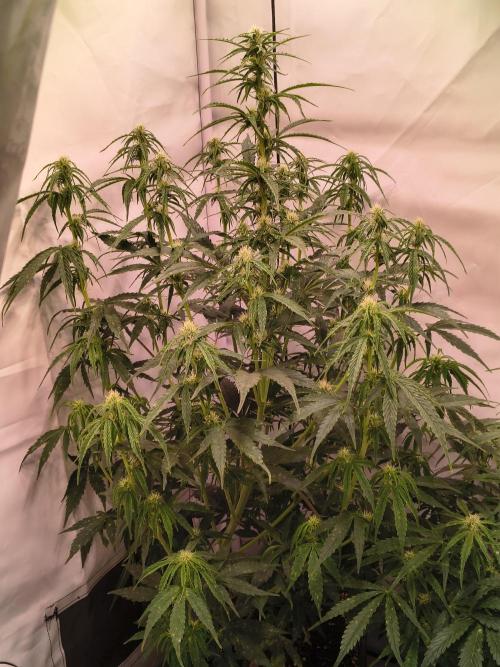 DNA Cake Autoflower unter Sanlight. Week 2