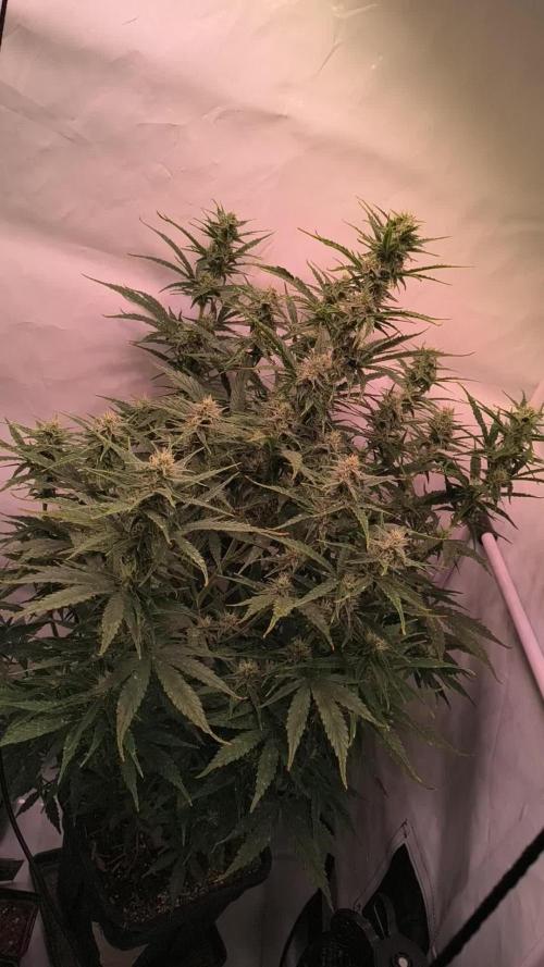DNA Cake Autoflower unter Sanlight