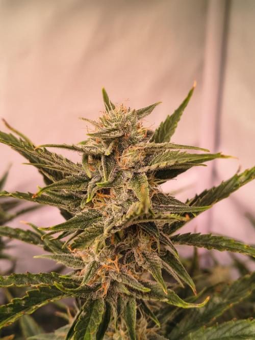 DNA Cake Autoflower unter Sanlight. Week 5