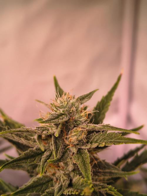 DNA Cake Autoflower unter Sanlight. Week 5